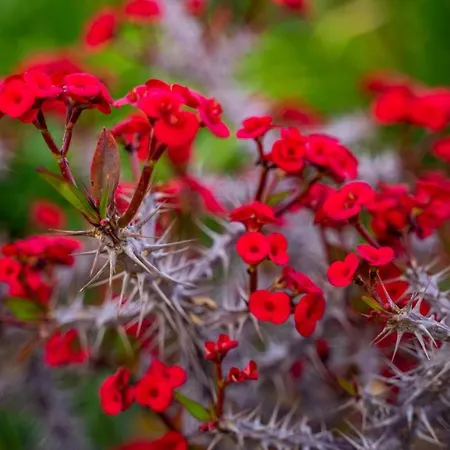 Istia Luxury * Karpathos Town (Pigadia)