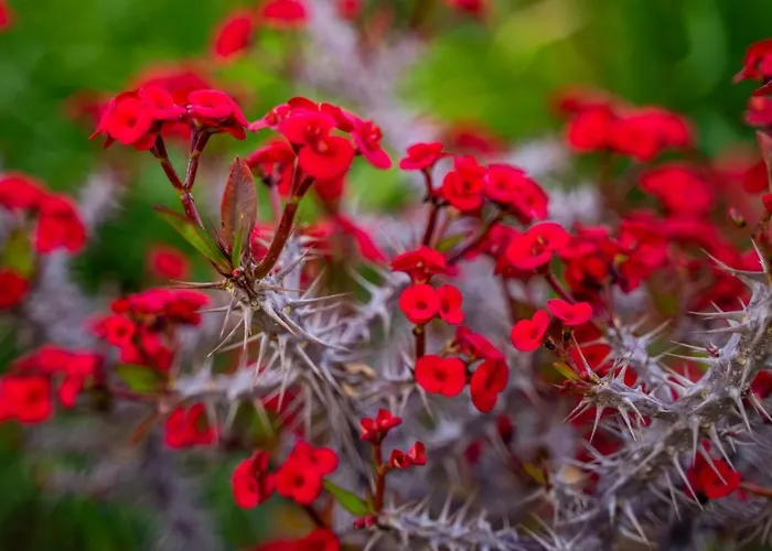 Istia Luxury * Karpathos